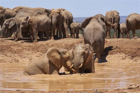 African Elephants Bathing in Addo Elephant Park Stock Photo - Image of ...