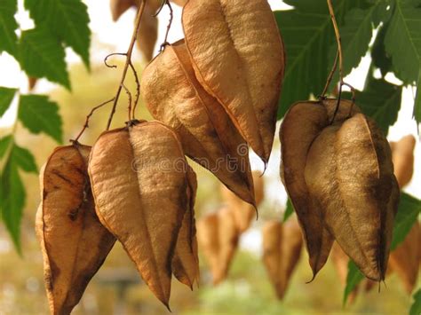 Golden Rain Tree, Koelreuteria Paniculata, Ripe Seed Pods Close-up ...