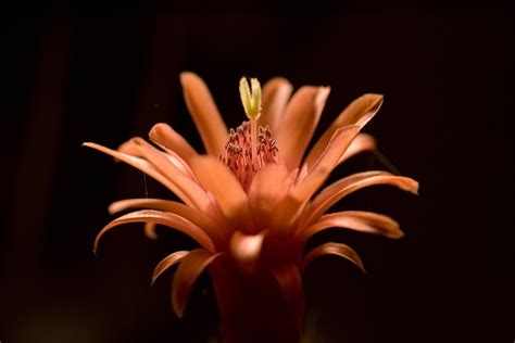 cactus bloom  photo  freeimages