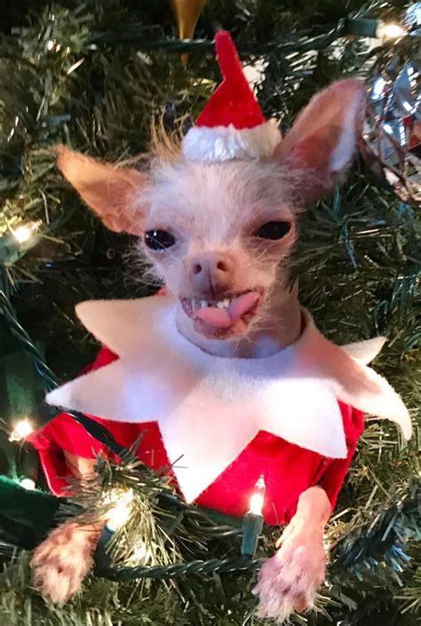 Pin by Candice May Martin on Animals Dressed Up | Feliz navidad ...