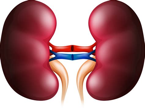 Download Kidney Huge Freebie Download For Powerpoint - Kidney Clipart ...