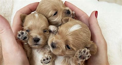 Как купить Мальтипу, Кавапу, Кокапу, Йоркипу - Maltipoo World