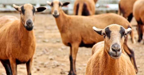 Hair Sheep Breeds List [Hair Sheep Characteristics, Photos & More]