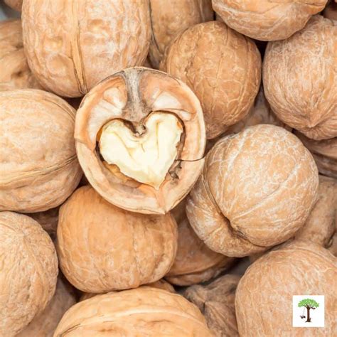 crack walnuts open perfectly  halves rhythms  play