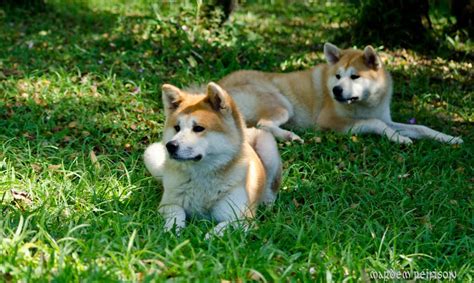Padrão da raça Akita Inu|Canil Hidetaka's