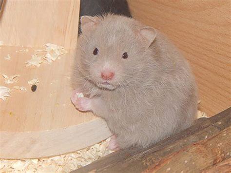 fascinating variety  syrian hamster colors