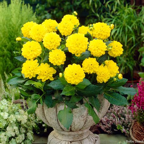 Sisa Dahlia | Order your Dahlia Tubers online - Bulbs Direct NZ