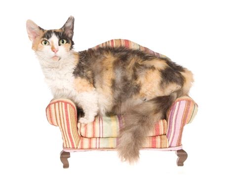 7 Cat Breeds With Very Short Legs: Vet-Approved Info & Pictures - Catster