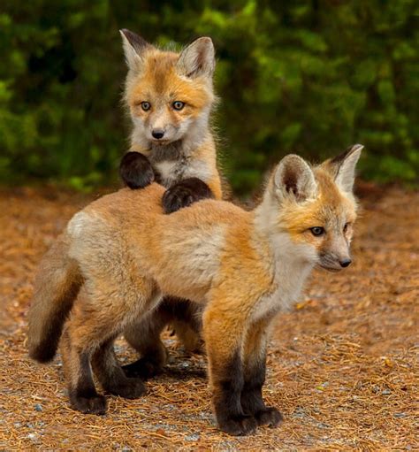 The Enchanted Cove - everythingfox: Fox kits