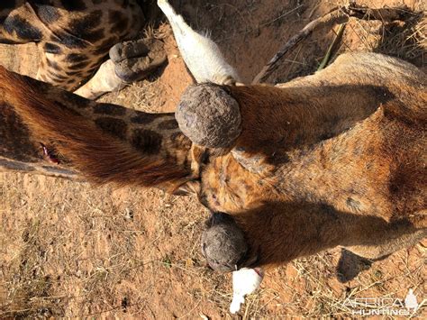 Giraffe Horns South Africa | AfricaHunting.com