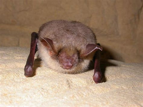 Hibernation Doesn't Affect Memory, At Least For Bats | Popular Science