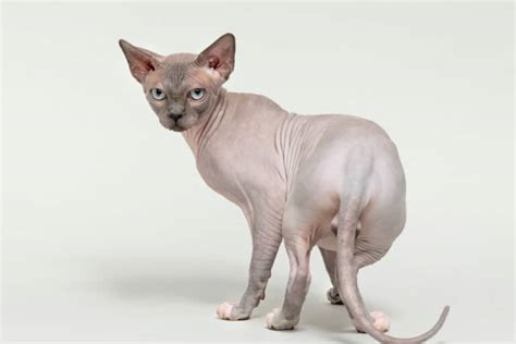 11 Cat Breeds with Short Legs You'll Love I Discerning Cat