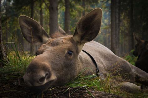 Лесной лось (50 фото) Фотографии лося. Описание вида