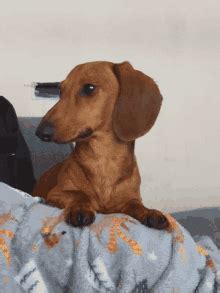 Weiner Dog GIFs | Tenor