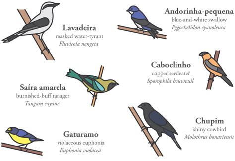 Pedro Machado - Cerrado Birds