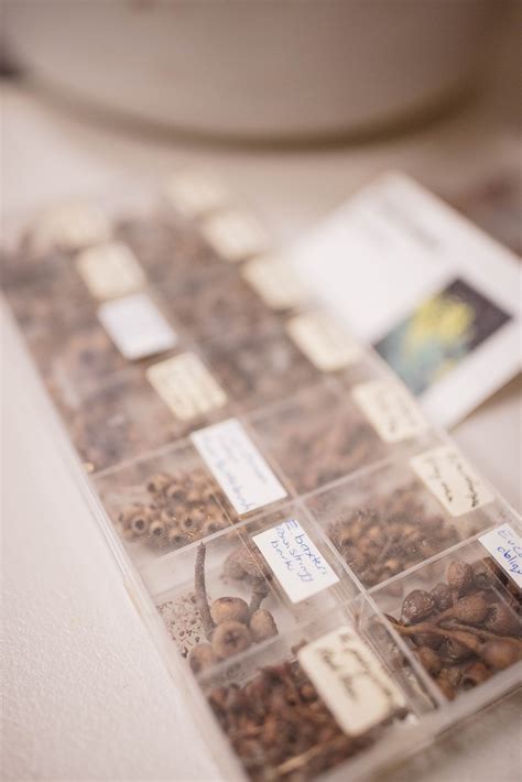 seeding  future seed collection workshop  seeding victoria