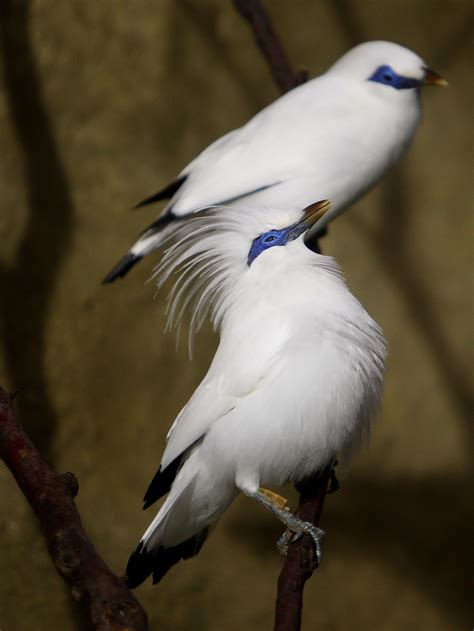 BALIJSKI ČVORAK (Leucopsar rothschildi) | Zoo Zagreb
