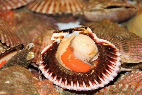 remove scallops   shell george hughes fishmonger