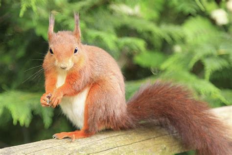 British Red Squirrel Photograph by Sarah Walton - Pixels
