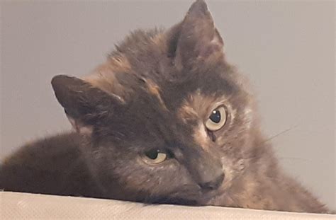 My cat being cute : r/cat