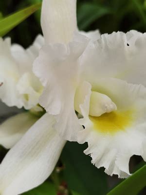 Rth. shinfong white charm 'white rose' - Tropical Orchids Portugal