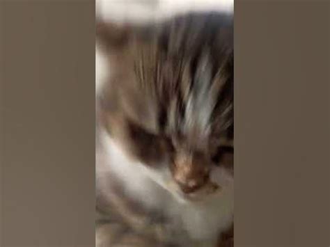 чупи чупи чапа чапа #котик # легенда #хахахаха - YouTube