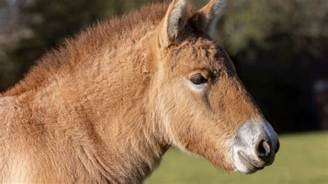 Cloned Przewalski horses are 'resurrected stallions'…