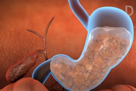 O que é Suco Gástrico: função, como é produzido - Planeta Biologia