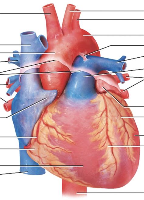 Chambers of the Heart pt 1 Diagram | Quizlet