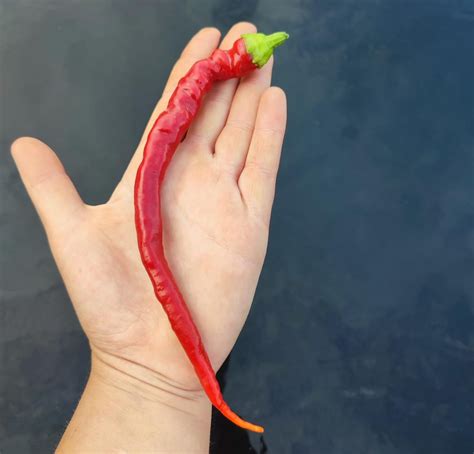 Перец Кайенский Сладкий Sweet Cayenne. Купить Семена, Рассаду с ...