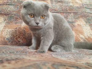 All about Scottish Fold Positions - Scottish Fold Cats and Kittens ...