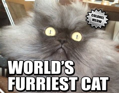 WORLD'S FURRIEST CAT! - Weekly World News