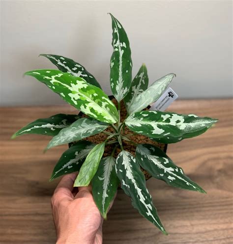 yahoo la la aglaonema pict