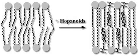 Hopanoids - Alchetron, The Free Social Encyclopedia