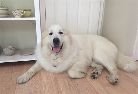 Fluffy Dogs Fluffy Dog Breeds Dog Academy