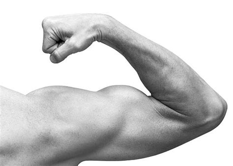 bicep stock  pictures royalty  images istock