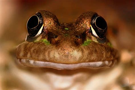 10 фактов о лягушках 🐸 | ЗооБлог