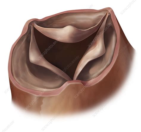 healthy open valve illustration stock image  science