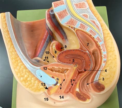 Reproductive System Anatomy