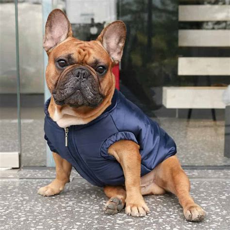 top  french bulldog coatsjackets  winter