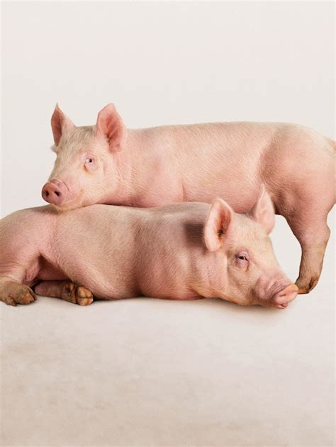 The Big Nudes by Heji Shin | AnOther