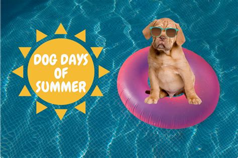 Dog Days of Summer - Borrow. Read. Repeat.