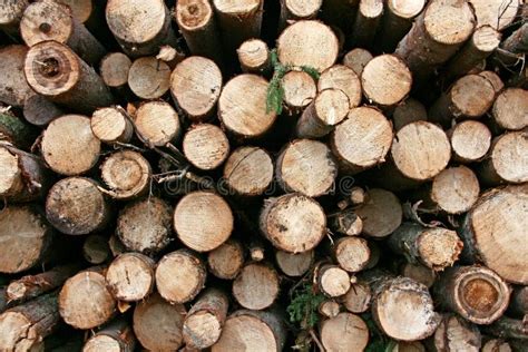 Logs. stock photo. Image of thickness, trees, bionomics - 17037696