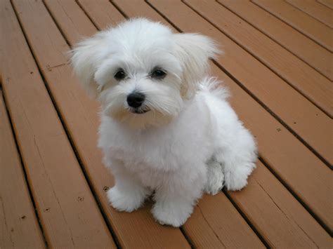 teacup maltese complete breed guide animal corner