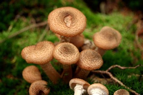 Populi - Bilddatenbank · Bilder-Enzyklopädie der Insekten- und Planzenwelt