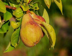 Pear Juice Powder | Pyrus Bretschneideri Rehd
