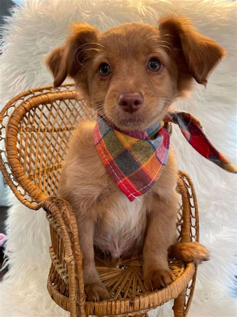Yorkipoo Ready for forever family