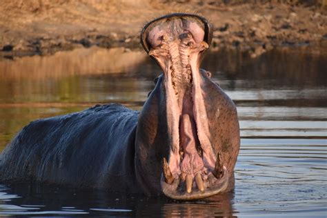 A Hippo Yawn | Smithsonian Photo Contest | Smithsonian Magazine