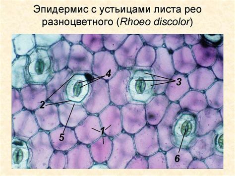 Ткани высших растений - презентация онлайн