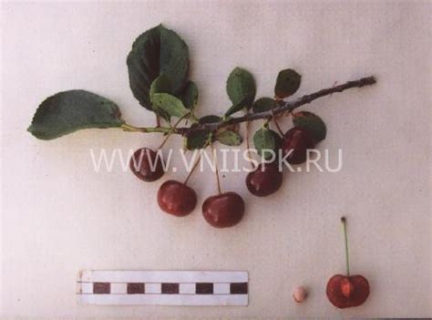 Вишня, Сорт Краса Татарии - ФГБНУ ВНИИСПК